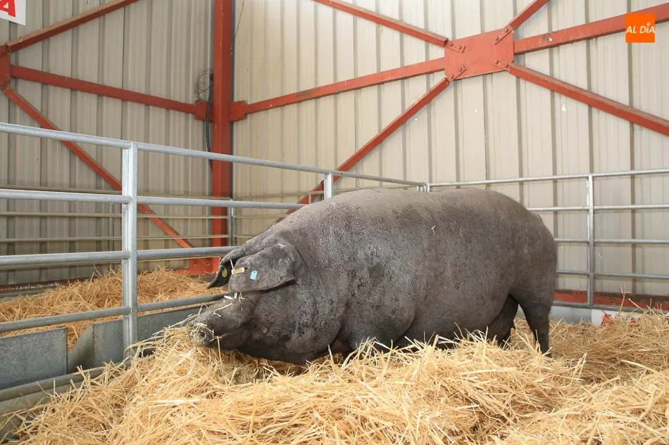 Foto 5 - Reparto de premios para las ganader&iacute;as de porcino ib&eacute;rico en el VII concurso morfol&oacute;gico  