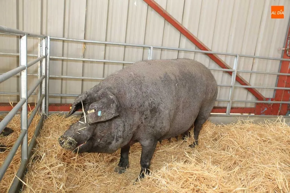 Foto 4 - Reparto de premios para las ganader&iacute;as de porcino ib&eacute;rico en el VII concurso morfol&oacute;gico  