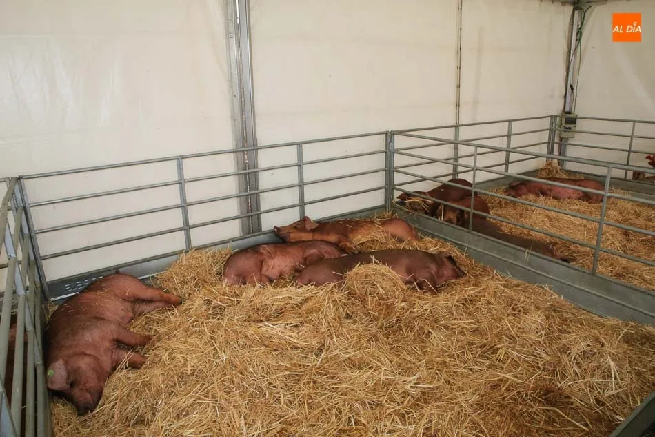 Foto 3 - Reparto de premios para las ganader&iacute;as de porcino ib&eacute;rico en el VII concurso morfol&oacute;gico  