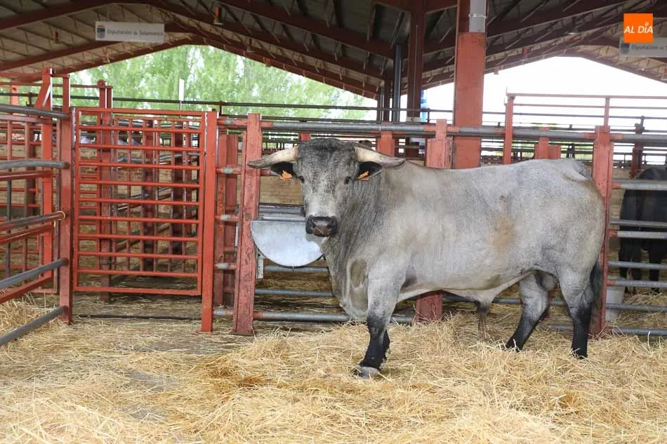 Ejemplare de morucha en Salamaq. Fotos: Alberto Martín