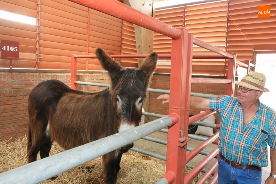 Foto 3 - Las cabras con sus cr&iacute;as y el burro zamorano, entre las curiosidades de Salamaq18
