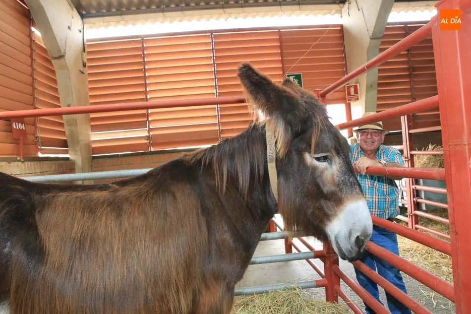 Foto 6 - Las cabras con sus cr&iacute;as y el burro zamorano, entre las curiosidades de Salamaq18