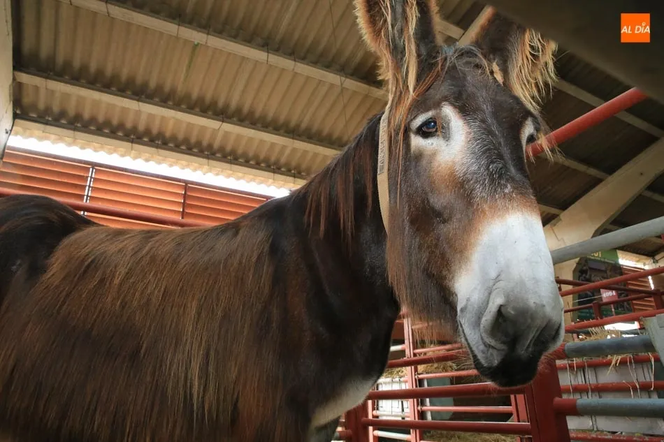 Foto 2 - Las cabras con sus cr&iacute;as y el burro zamorano, entre las curiosidades de Salamaq18