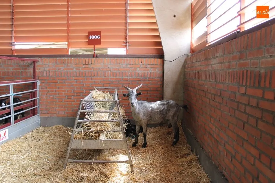Foto 4 - Las cabras con sus cr&iacute;as y el burro zamorano, entre las curiosidades de Salamaq18