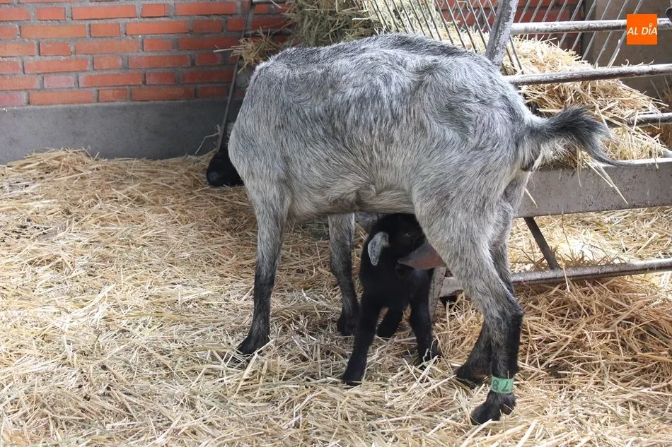 Foto 5 - Las cabras con sus cr&iacute;as y el burro zamorano, entre las curiosidades de Salamaq18