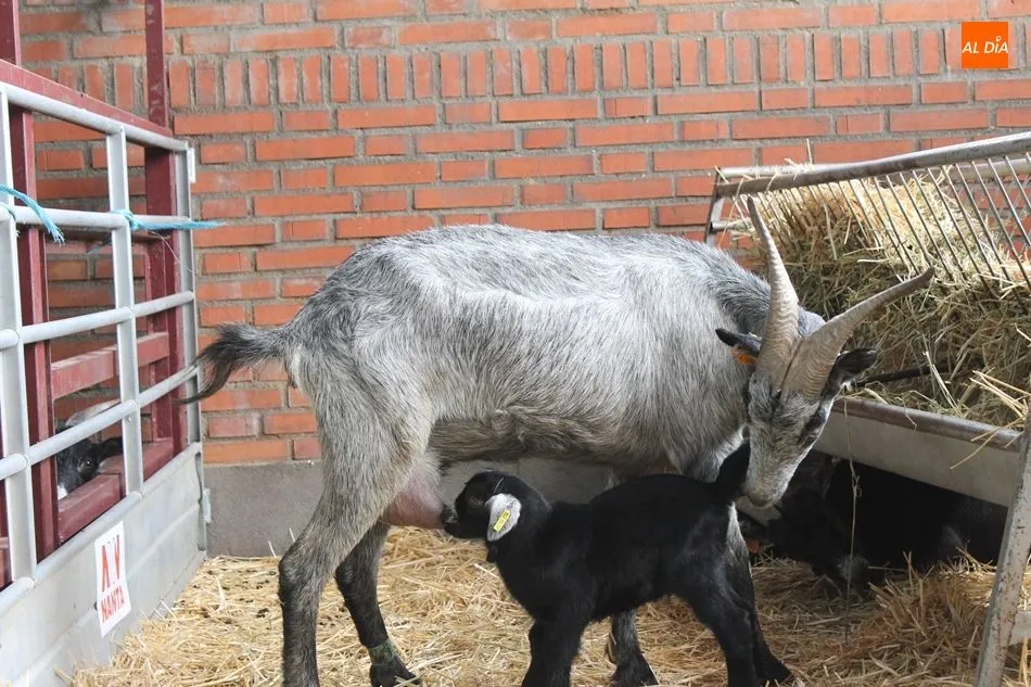 Tierna imagen de la cabra dando de mamar a su cría, en Salamaq18