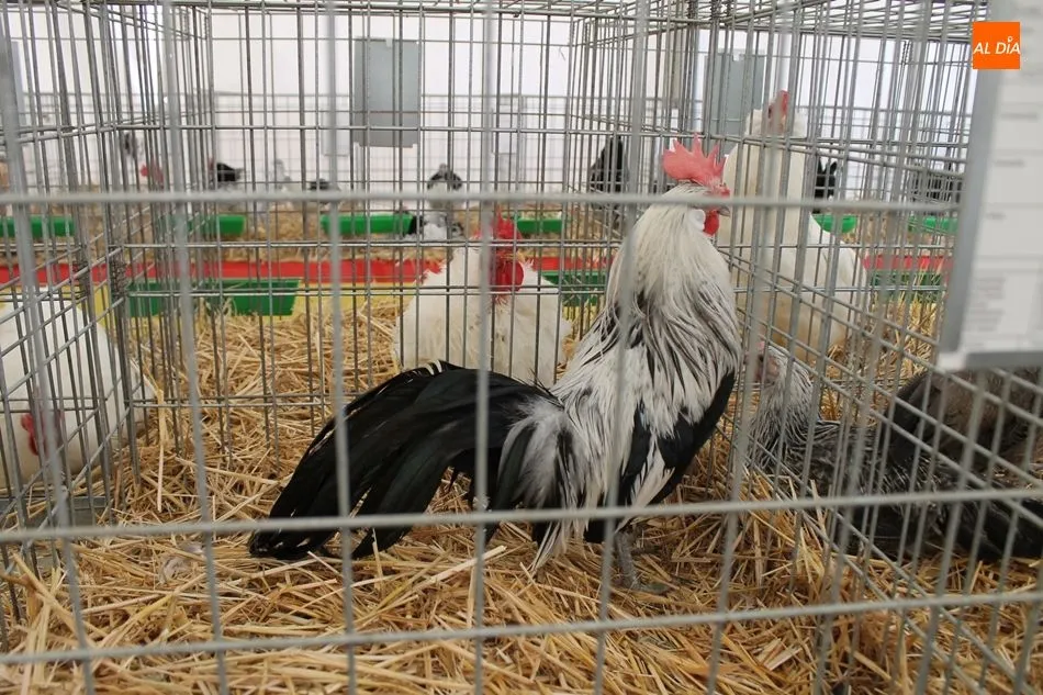 Foto 11 - Gallinas totalmente negras y conejo holand&eacute;s enano, en la exposici&oacute;n de aves y otras especies&nbsp;