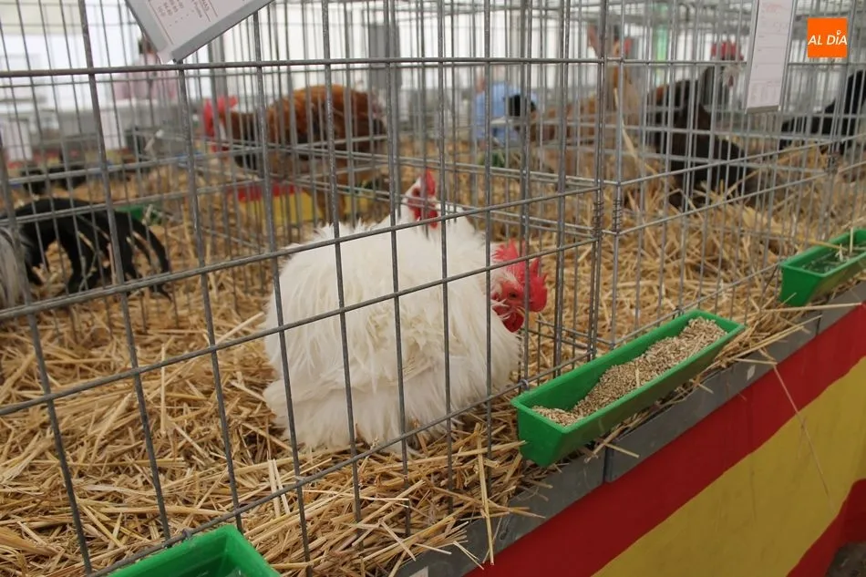 Foto 10 - Gallinas totalmente negras y conejo holand&eacute;s enano, en la exposici&oacute;n de aves y otras especies&nbsp;