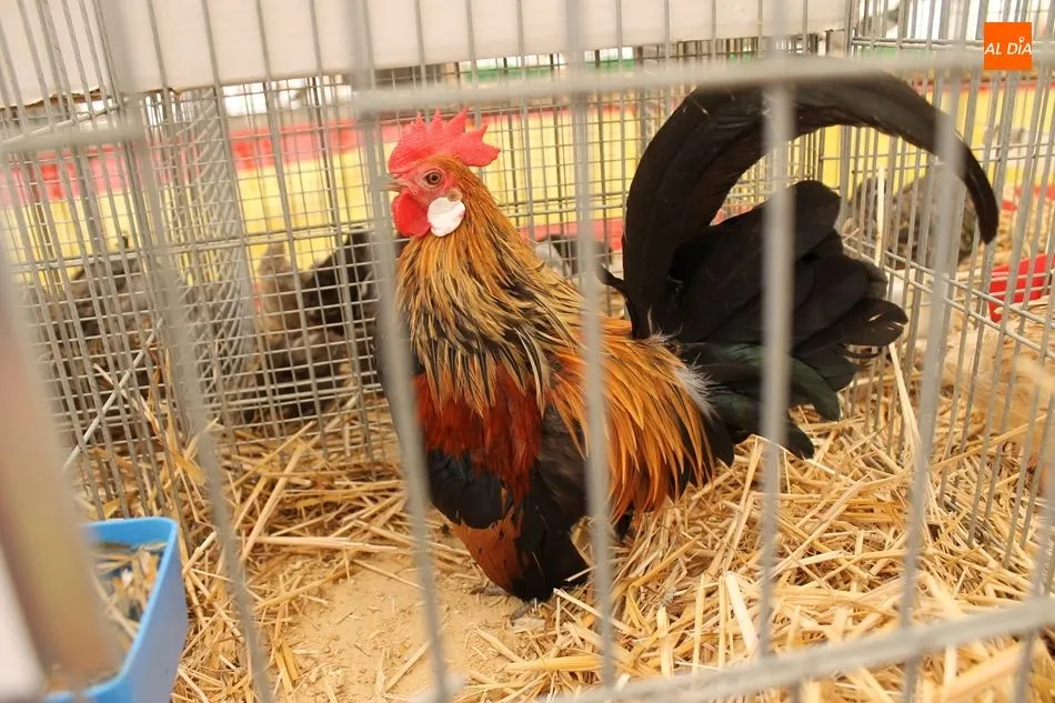 Foto 6 - Gallinas totalmente negras y conejo holand&eacute;s enano, en la exposici&oacute;n de aves y otras especies&nbsp;