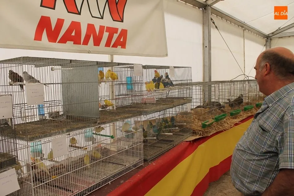 Foto 5 - Gallinas totalmente negras y conejo holand&eacute;s enano, en la exposici&oacute;n de aves y otras especies&nbsp;
