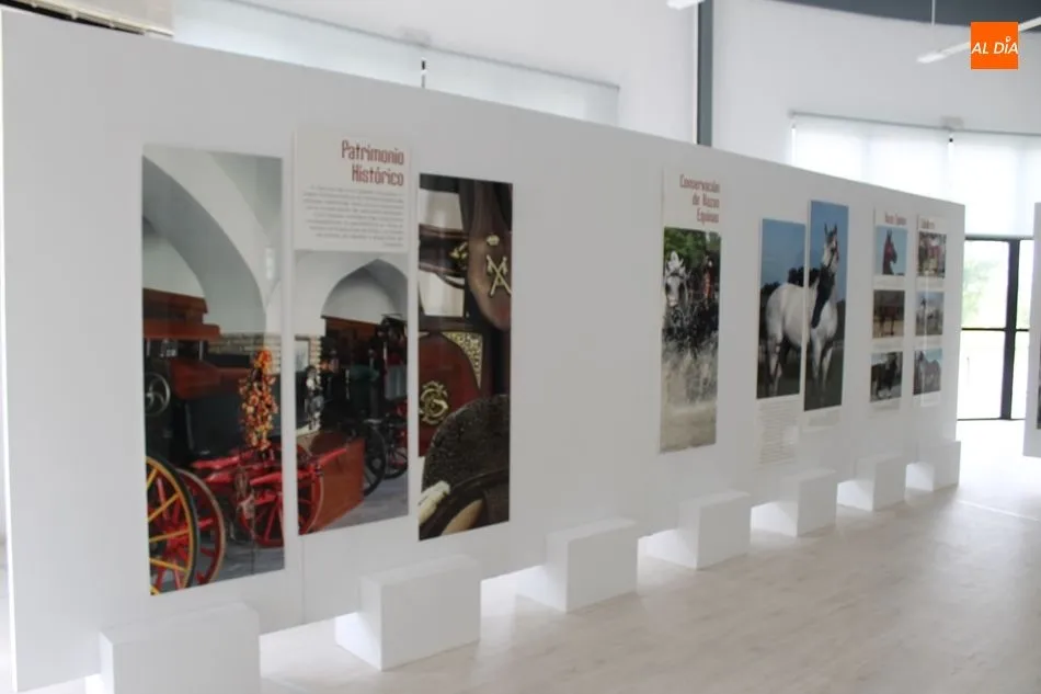 Foto 5 - Exhibici&oacute;n equina y canina a cargo del Centro Militar de Cr&iacute;a Caballar abulense
