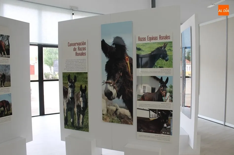Foto 4 - Exhibici&oacute;n equina y canina a cargo del Centro Militar de Cr&iacute;a Caballar abulense