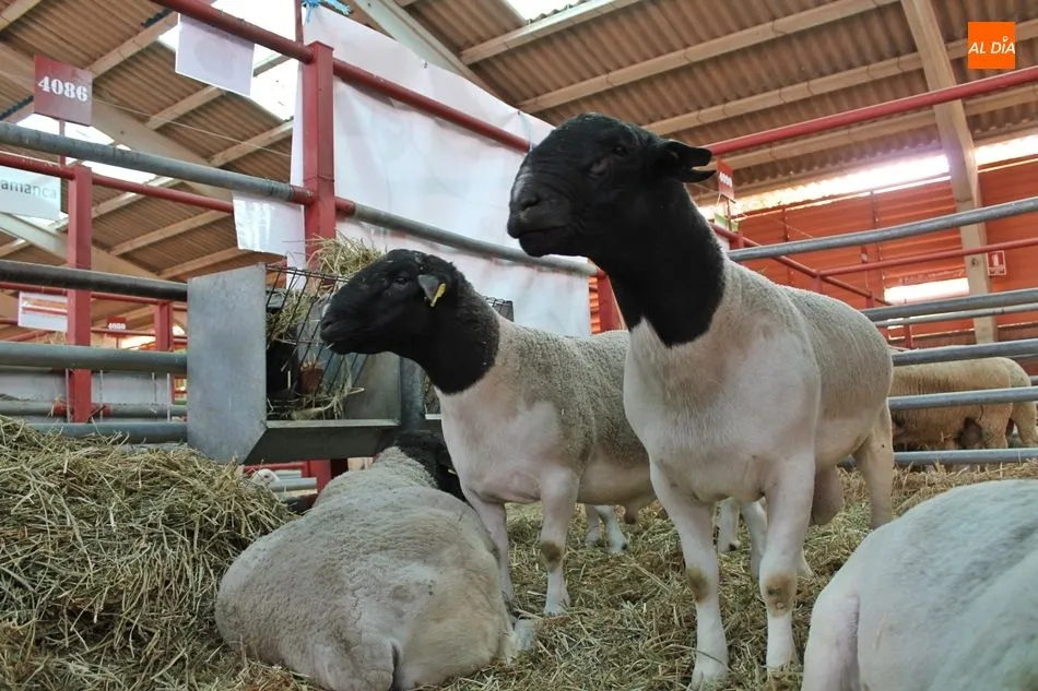 Foto 11 - Los animales, protagonistas de las instant&aacute;neas m&aacute;s curiosas en Salamaq