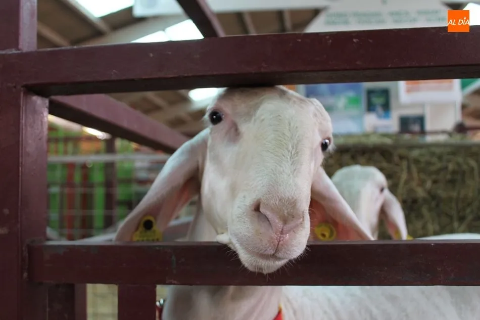 Simpática imagen de una oveja en la nave de ovino de Salamaq