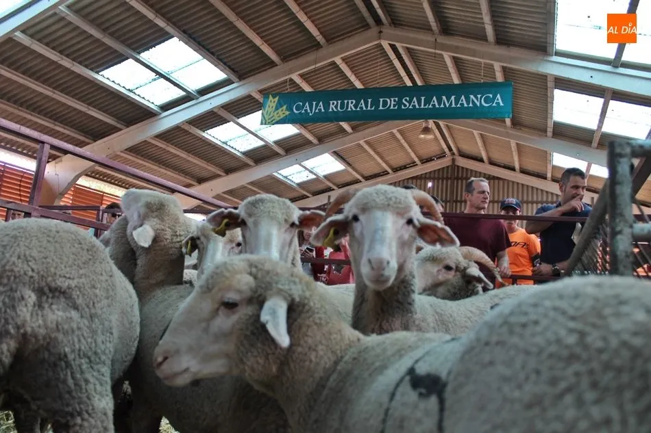 Foto 2 - Los animales, protagonistas de las instant&aacute;neas m&aacute;s curiosas en Salamaq