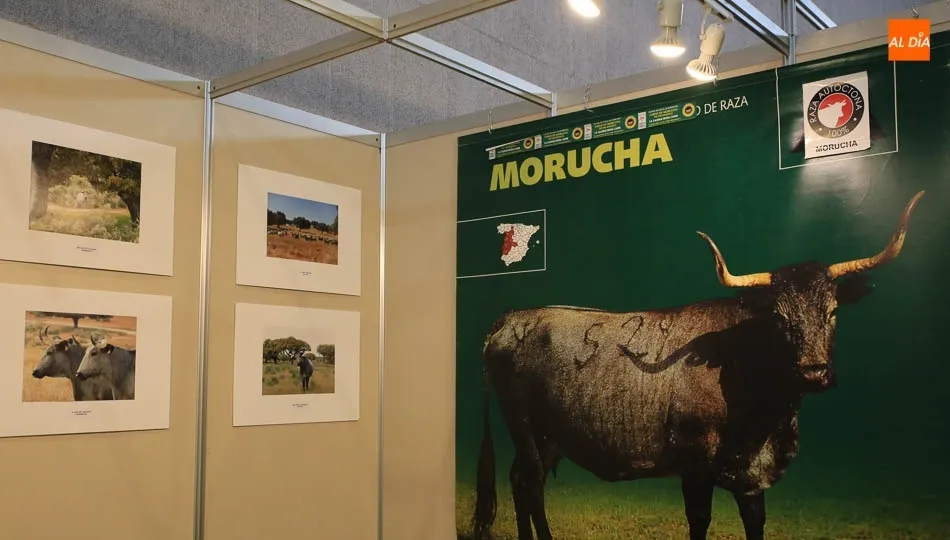 Foto 11 - El joven Carlos Silva Vaquero, ganador del Concurso de Fotograf&iacute;a de la Raza Morucha