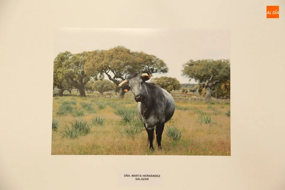 Foto 10 - El joven Carlos Silva Vaquero, ganador del Concurso de Fotograf&iacute;a de la Raza Morucha