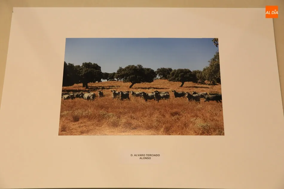 Foto 9 - El joven Carlos Silva Vaquero, ganador del Concurso de Fotograf&iacute;a de la Raza Morucha