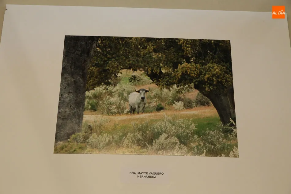 Foto 7 - El joven Carlos Silva Vaquero, ganador del Concurso de Fotograf&iacute;a de la Raza Morucha
