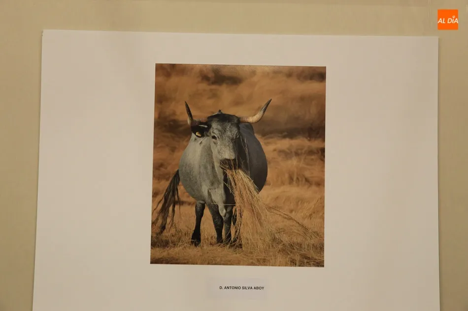 Foto 6 - El joven Carlos Silva Vaquero, ganador del Concurso de Fotograf&iacute;a de la Raza Morucha