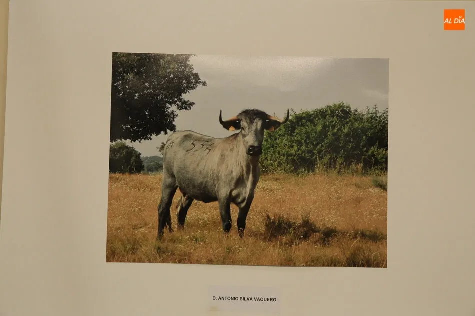 Foto 5 - El joven Carlos Silva Vaquero, ganador del Concurso de Fotograf&iacute;a de la Raza Morucha