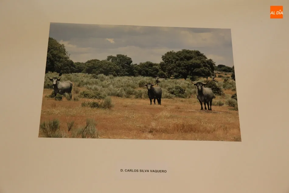 Foto 3 - El joven Carlos Silva Vaquero, ganador del Concurso de Fotograf&iacute;a de la Raza Morucha