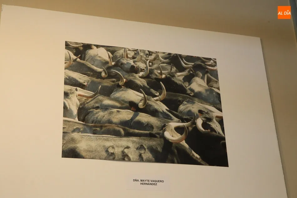 Foto 2 - El joven Carlos Silva Vaquero, ganador del Concurso de Fotograf&iacute;a de la Raza Morucha