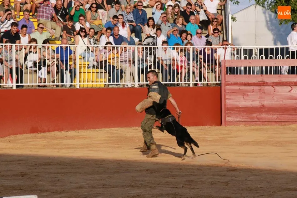 Foto 11 - Exhibici&oacute;n equina y canina a cargo del Centro Militar de Cr&iacute;a Caballar abulense