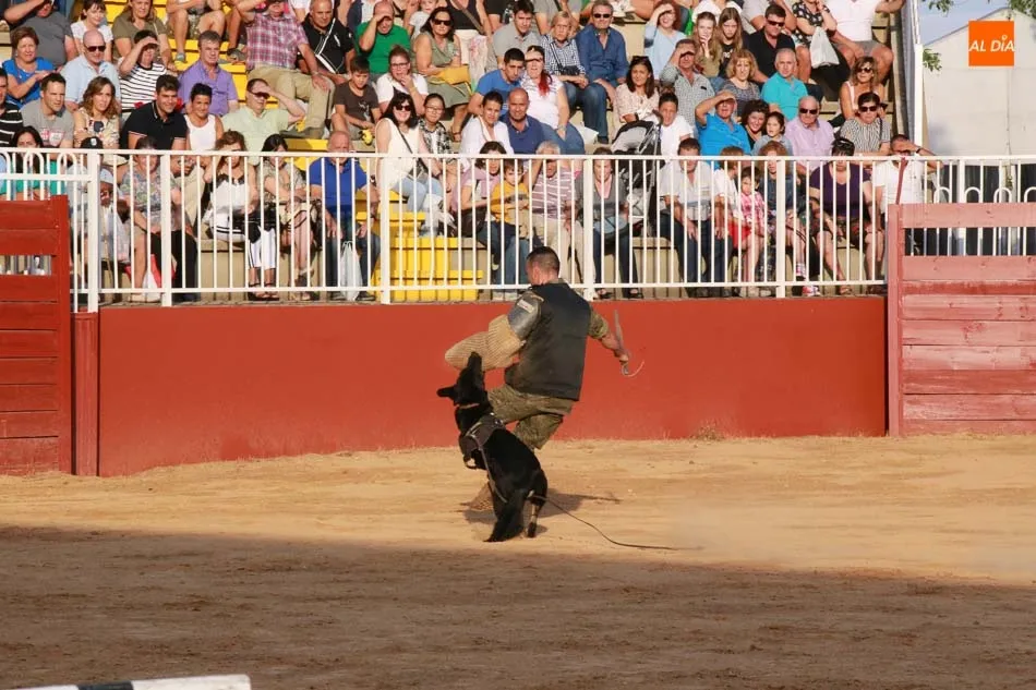 Foto 8 - Exhibici&oacute;n equina y canina a cargo del Centro Militar de Cr&iacute;a Caballar abulense
