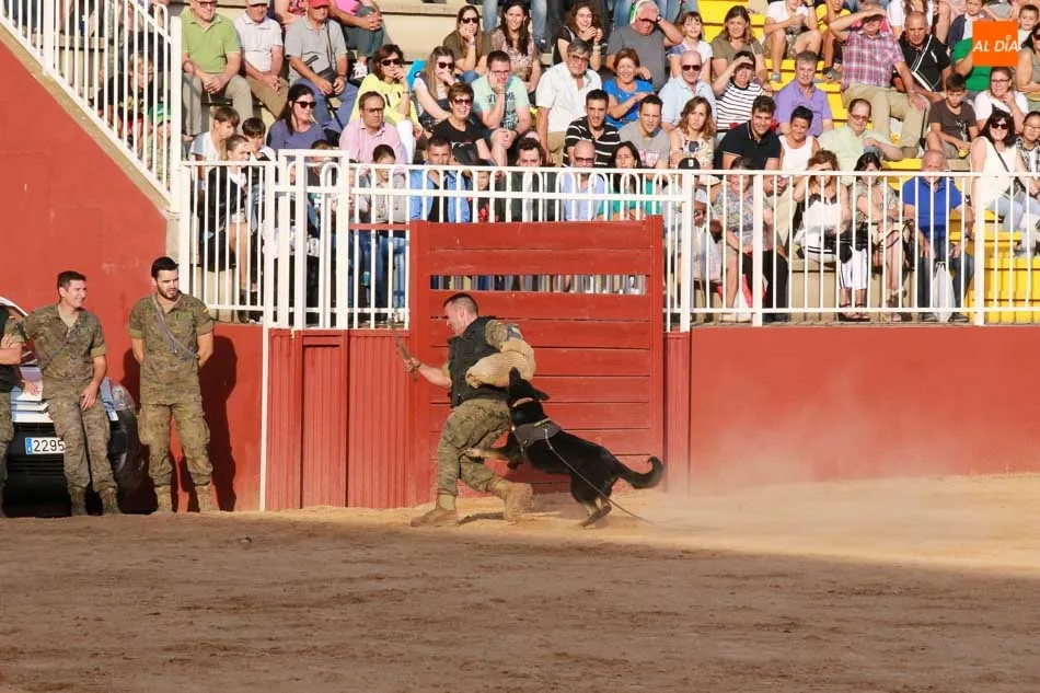 Foto 7 - Exhibici&oacute;n equina y canina a cargo del Centro Militar de Cr&iacute;a Caballar abulense