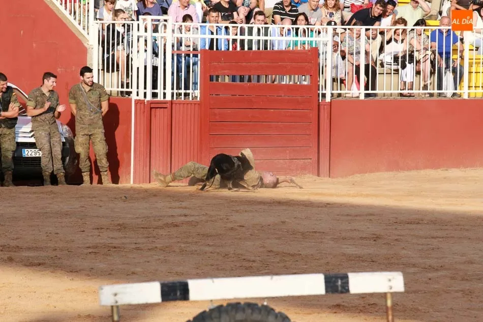 Foto 6 - Exhibici&oacute;n equina y canina a cargo del Centro Militar de Cr&iacute;a Caballar abulense