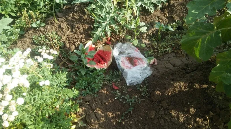 Foto 4 - Los ladrones arrasan 5 huertos familiares en Macotera y en una noche
