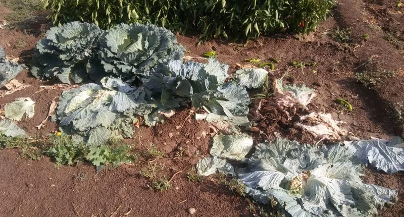 Foto 3 - Los ladrones arrasan 5 huertos familiares en Macotera y en una noche