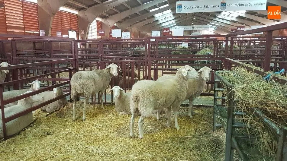 Ejemplares de castellana en una de las naves del Recinto Ferial de la Diputación de Salamanca