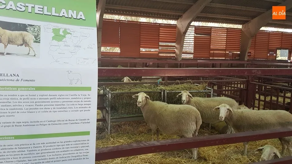 Foto 6 - Manuel Vicente Vicente, de Valderrodrigo, premio a la mejor ganadería de la raza castellana