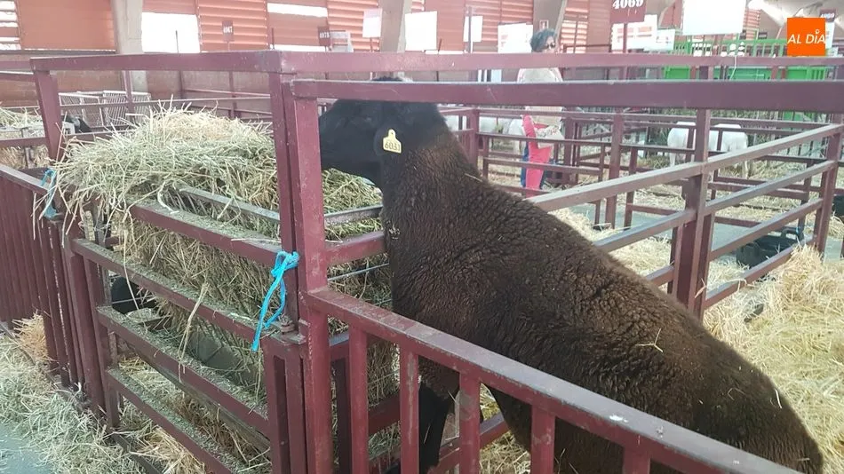 Foto 5 - Manuel Vicente Vicente, de Valderrodrigo, premio a la mejor ganadería de la raza castellana