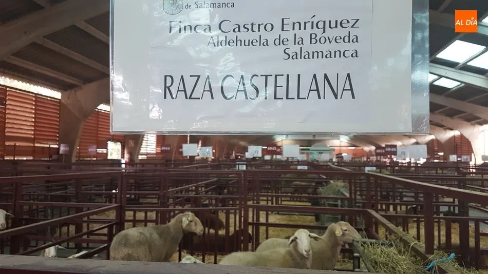 Foto 4 - Manuel Vicente Vicente, de Valderrodrigo, premio a la mejor ganadería de la raza castellana