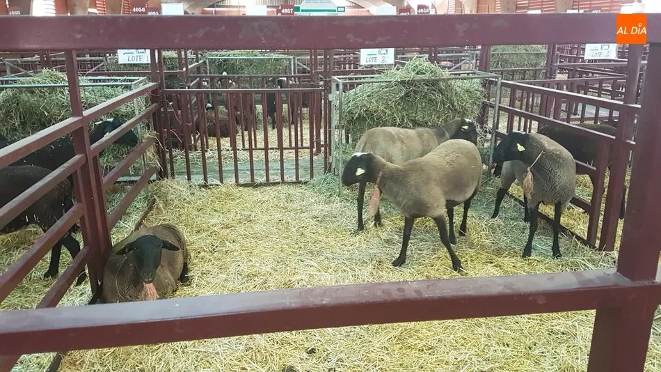 Foto 3 - Manuel Vicente Vicente, de Valderrodrigo, premio a la mejor ganadería de la raza castellana