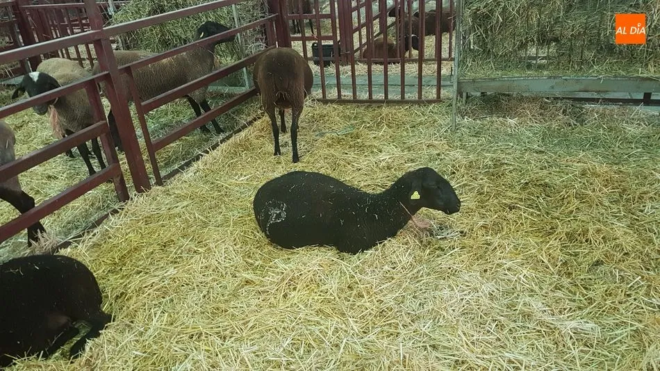 Foto 2 - Manuel Vicente Vicente, de Valderrodrigo, premio a la mejor ganadería de la raza castellana