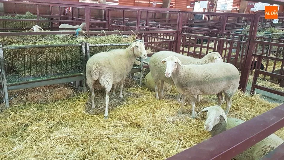 Ejemplares de la raza castellana en Salamaq