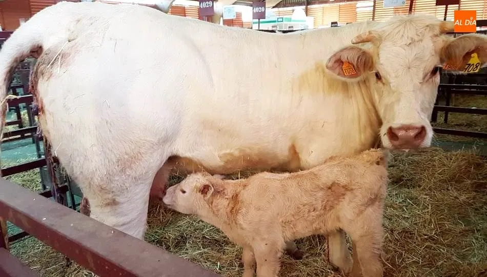Letizia, la ternera protagonista, junto a su madre