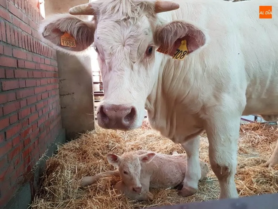 Foto 2 - La reci&eacute;n nacida Letizia, la 'reina' de la feria