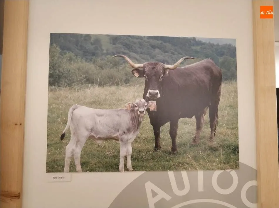 Foto 6 - La fotograf&iacute;a al servicio de la ganader&iacute;a aut&oacute;ctona espa&ntilde;ola