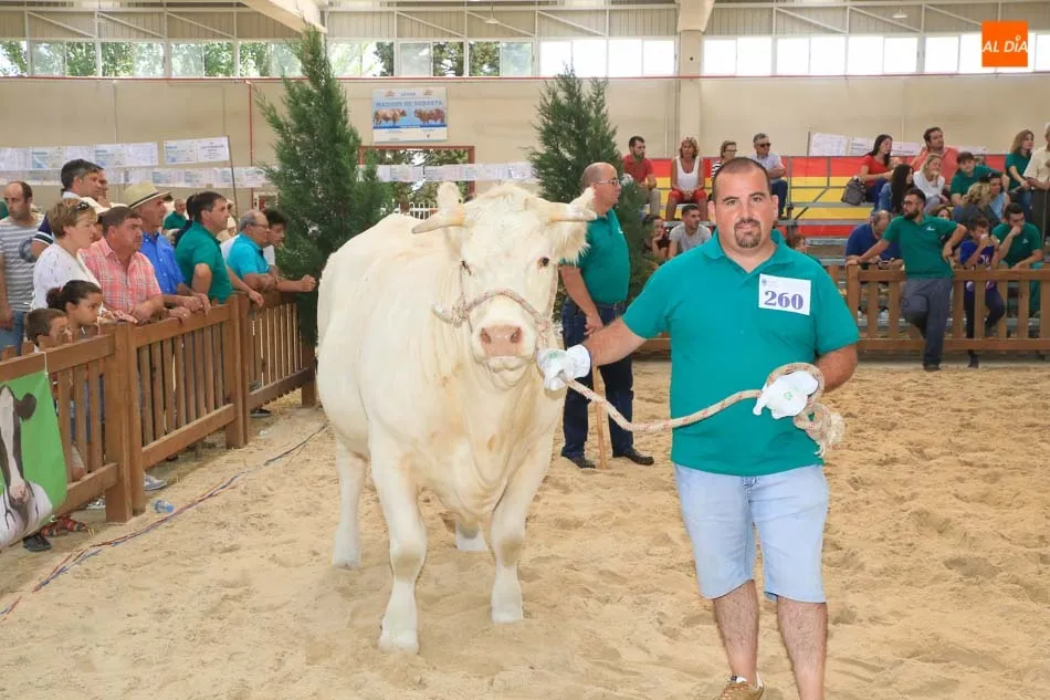 Foto 11 - Buen comienzo salmantino en el concurso de la raza charolesa