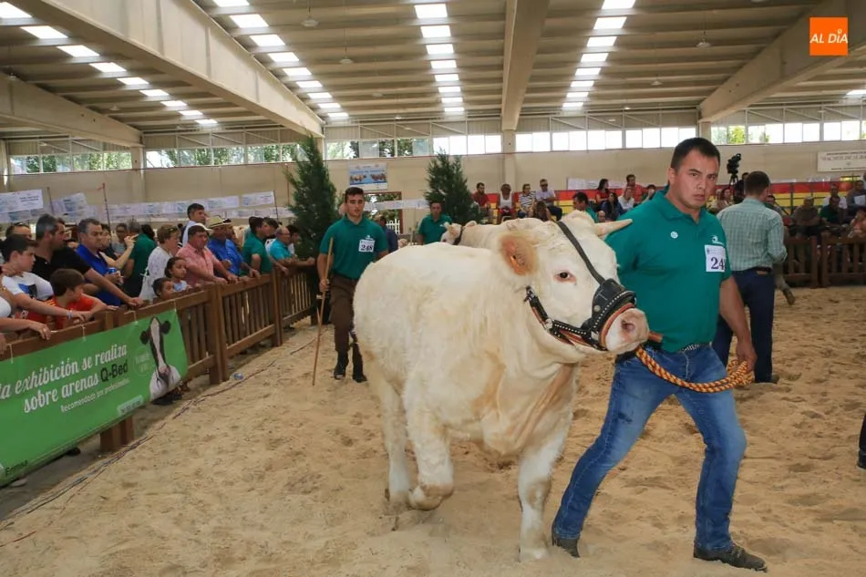 Foto 10 - Buen comienzo salmantino en el concurso de la raza charolesa