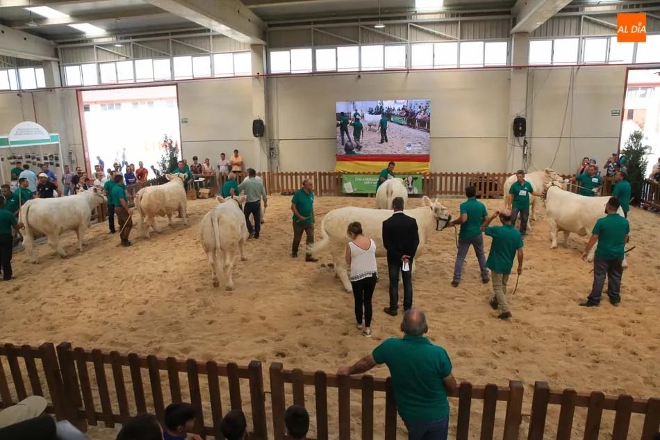 Foto 9 - Buen comienzo salmantino en el concurso de la raza charolesa