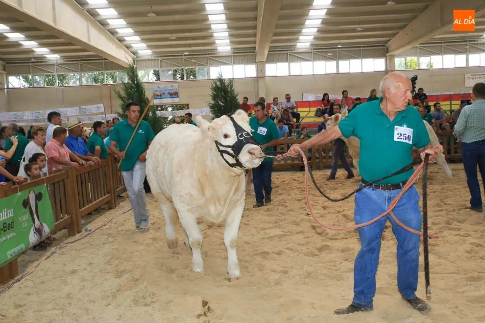 Foto 8 - Buen comienzo salmantino en el concurso de la raza charolesa