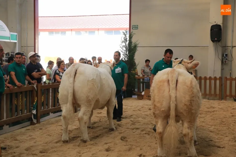 Foto 7 - Buen comienzo salmantino en el concurso de la raza charolesa