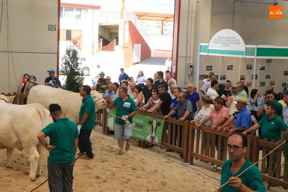 Foto 6 - Buen comienzo salmantino en el concurso de la raza charolesa