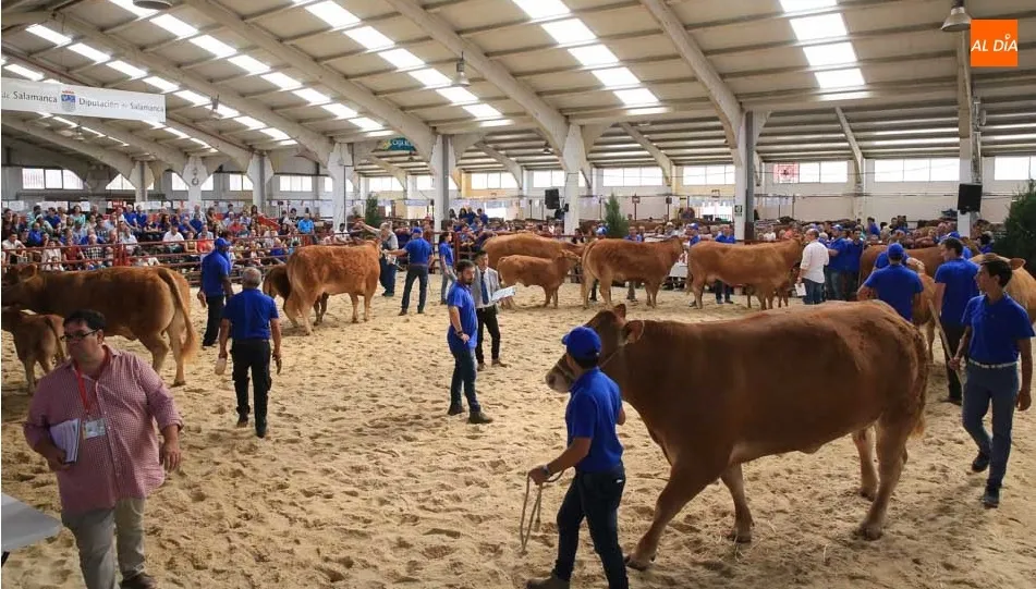 Concurso de la raza limusina en la pista de la nave I. Fotos: Alberto Martín
